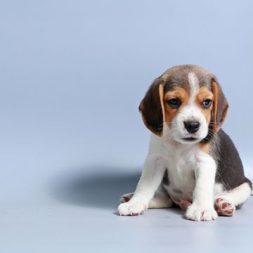 Beagle puppy, Breed Dog, Sad dog, Adorable, Blue background, 5K