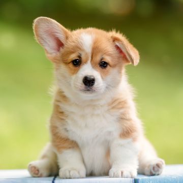 Corgi puppy, Happy, Pet dog, Adorable, Fluffy dog, 5K
