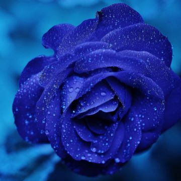 Blue rose, Water drops, Blue aesthetic, Serene, 5K