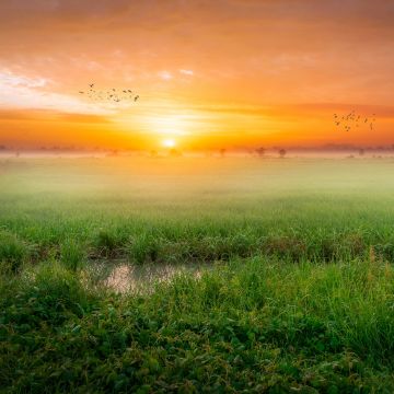 Sunrise, Paddy fields, Landscape, Countryside, Agriculture, Morning, Scenic