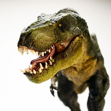 T Rex, Dinosaur, 5K, 8K, Tyrannosaurus