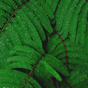 Plant, Leaves, Branches, Rain droplets, Dew Drops, Rain drops, Green, 5K
