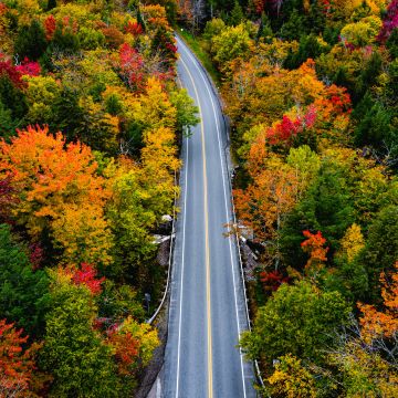 Autumn, Landscape, Road, Maple trees, Fall Colors, USA, Country road, 5K