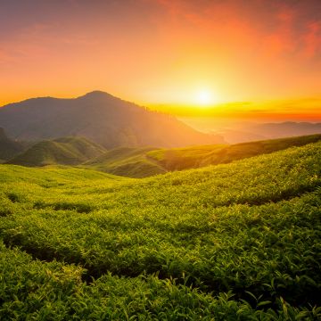 Tea form, Cameron Highlands, Sunrise, Landscape, Hills, Agriculture, Malaysia, Aesthetic, 5K