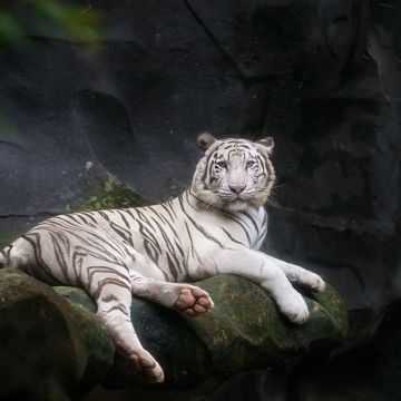 White Bengal Tiger, 5K, Zoo, Cave, White tiger, Wild