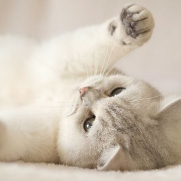 Cute Kitten, Kitty, Cat, White