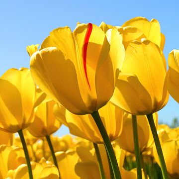 Yellow tulips, Windows 7, Stock, Yellow flowers, Tulip garden