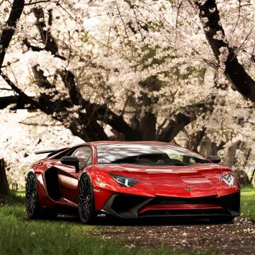 Lamborghini Aventador SV, Cherry trees, Cherry blossom, Spring