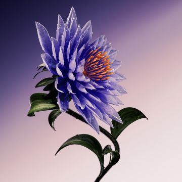 Purple Flower, Artistic, Digital Art, 5K, Dark blue
