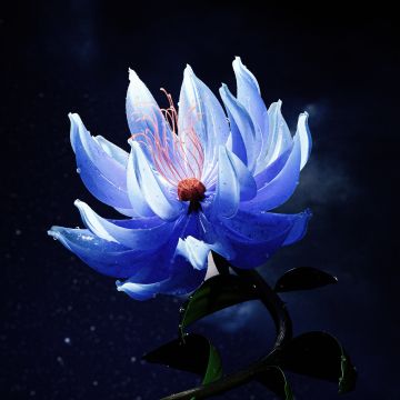Lotus flower, Blue aesthetic, Dark aesthetic, 5K, 8K, Dark background