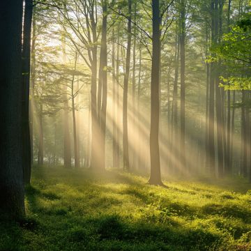 Thick forest, Sunlight, Scenic, 5K, Sun rays, Green Forest
