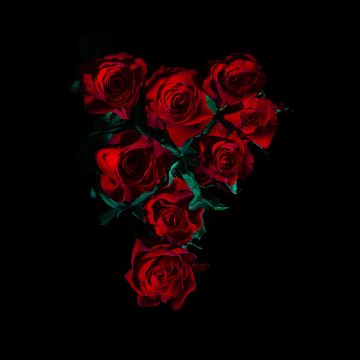 Red Roses, Flower bouquet, Black background, 5K, 8K