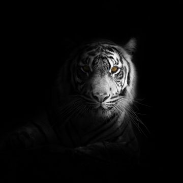 White tiger, Dark aesthetic, Bengal Tiger, Black background, 5K
