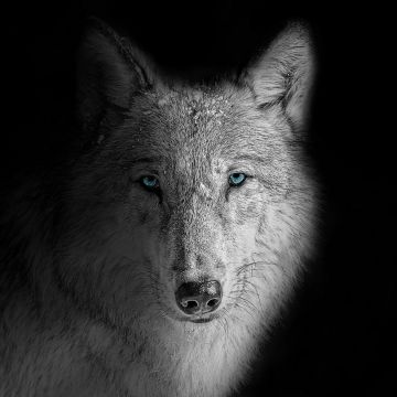 Wolf, Beast, Wild, White wolf, Black background