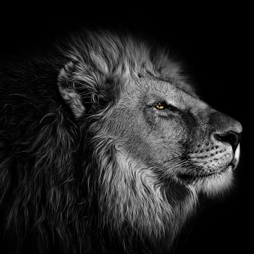 Lion, African, Black background, 5K