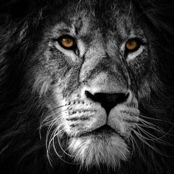 Lion, AMOLED, Wild, African, Predator, Black background