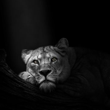 Lioness, African, Predator, Wild, 5K, Dark background, Monochrome, Black and White
