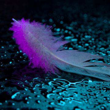 Neon light, Feather, Wet, Droplets, 5K