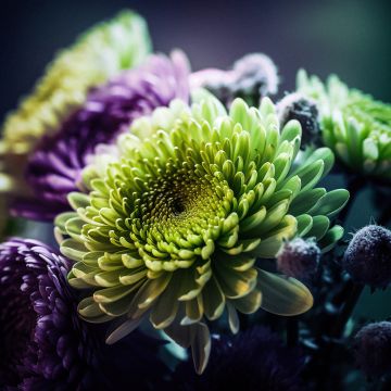 Chrysanthemum flowers, Macro, Floral Background, Closeup Photography