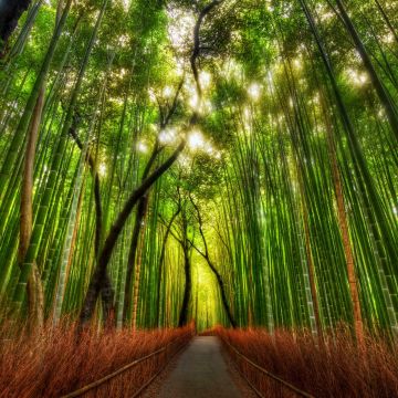 Arashiyama Bamboo Grove, Japan, Bamboo Forest, Kyoto