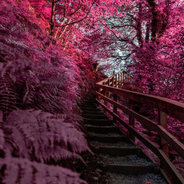 Wooden stairs, Pink aesthetic, Outdoor, Spring, Infrared Photography, 5K
