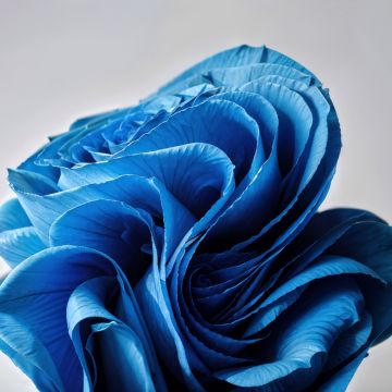 Windows 11, Paper Art, AI art, 5K, Grey background, Blue flower, Bloom collection