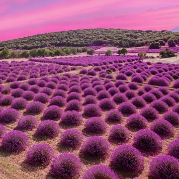 Lavender fields, Landscape, Pink sky, Garden, Blossom