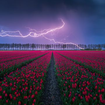 Tulips field, Lightning Strike, Storm, Cloudy Sky, Tulip garden