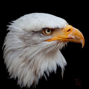 Bald eagle, 8K, Bird of prey, Raptor, National bird, Black background, 5K, AMOLED