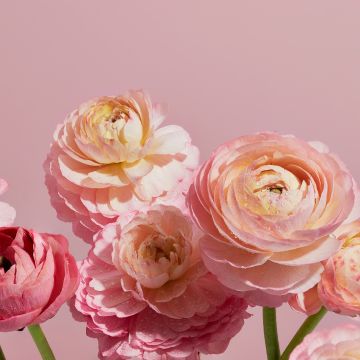 Ranunculus flowers, Pink aesthetic, Pink flowers, 5K