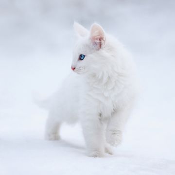 Kitten, White aesthetic, Blue eyes, Snow, 5K