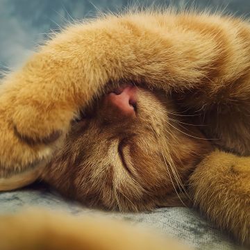 Ginger cat, Cute Kitten, Sleeping, Adorable