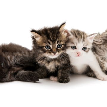 Cute Kittens, White background