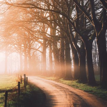 Autumn, Dirt road, Sunlight, Morning, Foggy, Forest, Path