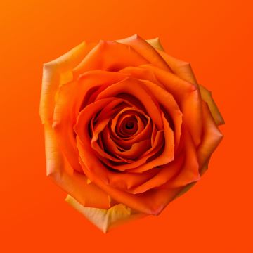 Orange Rose, 8K, Orange aesthetic, 5K, Orange flower, Orange background