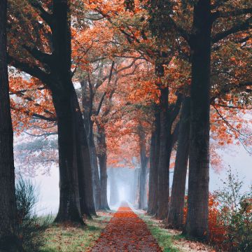 Autumn, Foliage, Trees, Path, Foggy, Morning, Fallen Leaves, 5K