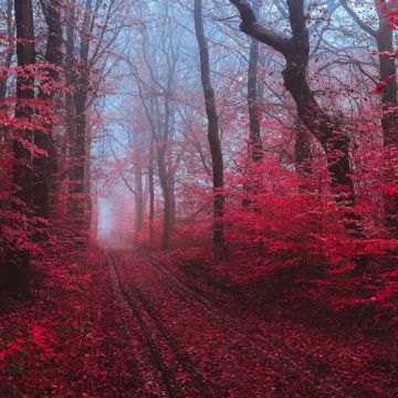 Maple trees, Maple leaves, Foliage, Path, Forest, Foggy, Morning