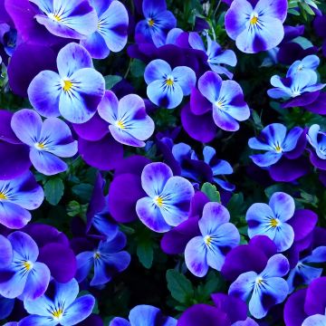 Pansy flowers, Pansies, Violet flowers, Garden, Spring