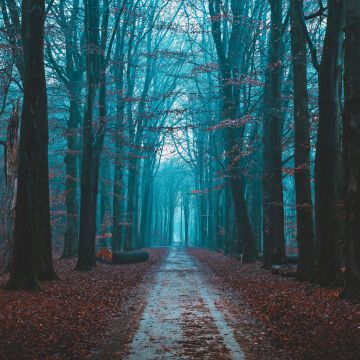 Fall Foliage, Bare trees, Path, Forest, Morning, Scenic, Atmosphere, 5K