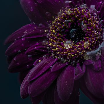 Gerbera flower, Purple Flower, Dark, Rain droplets, 5K