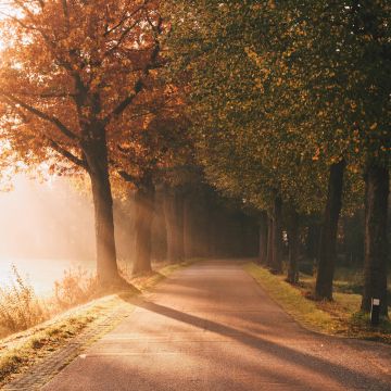 Autumn, Sunlight, Sun rays, Foggy, Morning, Road, Sunrise, Trees