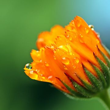 Marigold flower, Calendula, Blossom, Bokeh, Yellow flower, Dew Drops, Bloom, 5K