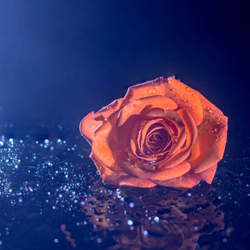 Orange Rose, Droplets, Blue background, 5K