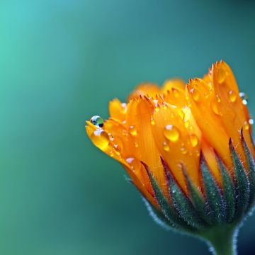 Marigold flower, 5K, Calendula, Blossom, Bokeh, Yellow flower, Dew Drops, Bloom