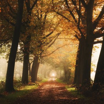 Autumn, Foggy, Forest, Yellow, Sunlight, Path, Dirt road