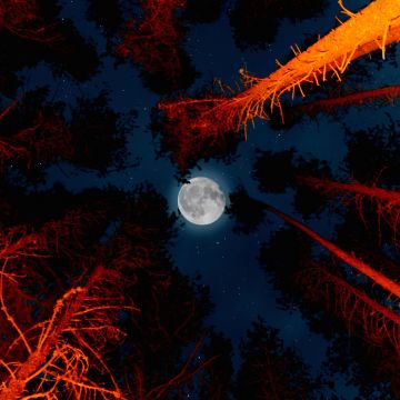 Full moon, Trees, Sky view, Night, Campfire, Outdoor, Woods, Dark