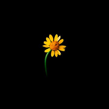 Sunflower, Lonely, Black background, 5K