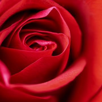 Red Rose, Macro, Closeup, Bloom, Blossom, 5K