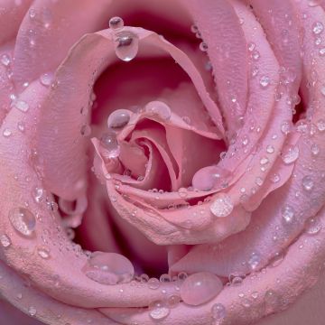 Pink rose, Droplets, Closeup, Bloom, Baby pink, Blossom, 5K
