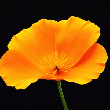 Poppy flower, Black background, Yellow flower, AMOLED, 5K